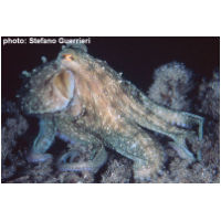 Octopus vulgaris.jpg